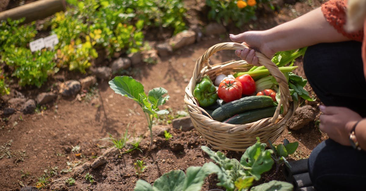 découvrez comment les systèmes alimentaires durables transforment notre relation avec la nourriture, en favorisant des pratiques respectueuses de l'environnement, en soutenant les communautés locales et en garantissant une sécurité alimentaire pour les générations futures.