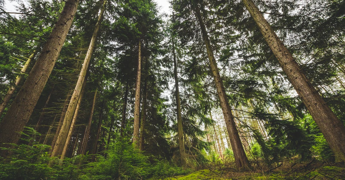 découvrez comment créer un habitat durable avec des solutions innovantes et respectueuses de l'environnement. explorez des conseils pratiques, des matériaux écologiques et des méthodes de construction qui favorisent la durabilité et le bien-être.