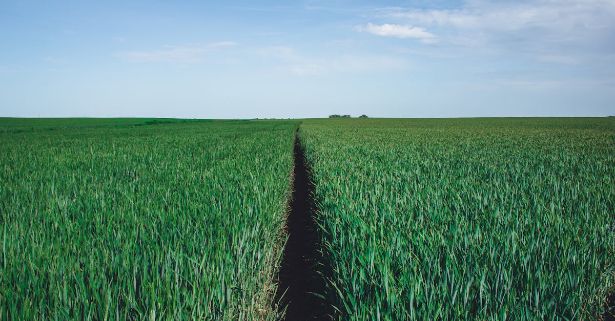 découvrez les enjeux et opportunités de la croissance verte, une approche durable visant à concilier développement économique et protection de l'environnement. explorez comment les innovations écologiques et les politiques durables façonnent un avenir plus respectueux de la planète.