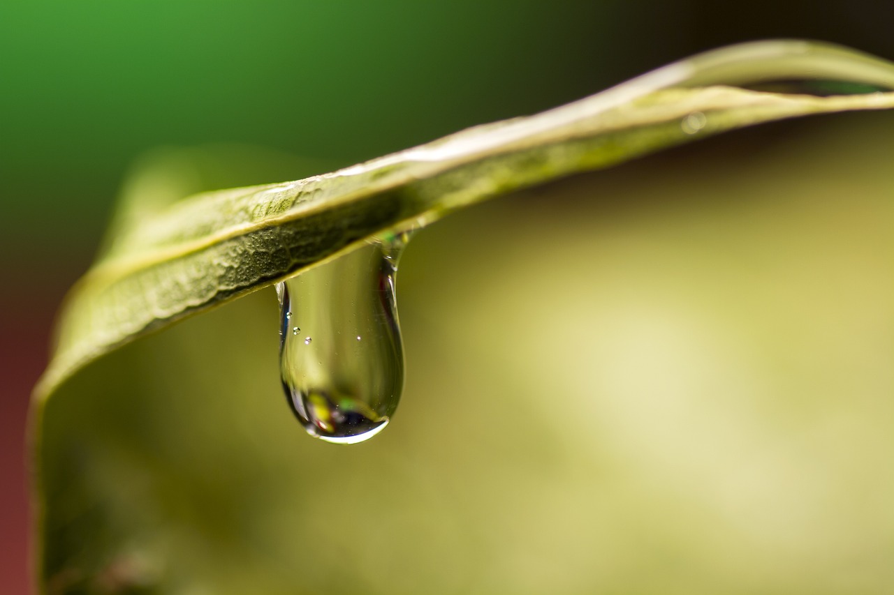 découvrez des réflexions écologiques enrichissantes qui vous incitent à repenser notre relation avec la nature. explorez des idées innovantes et durables pour un avenir respectueux de l'environnement.