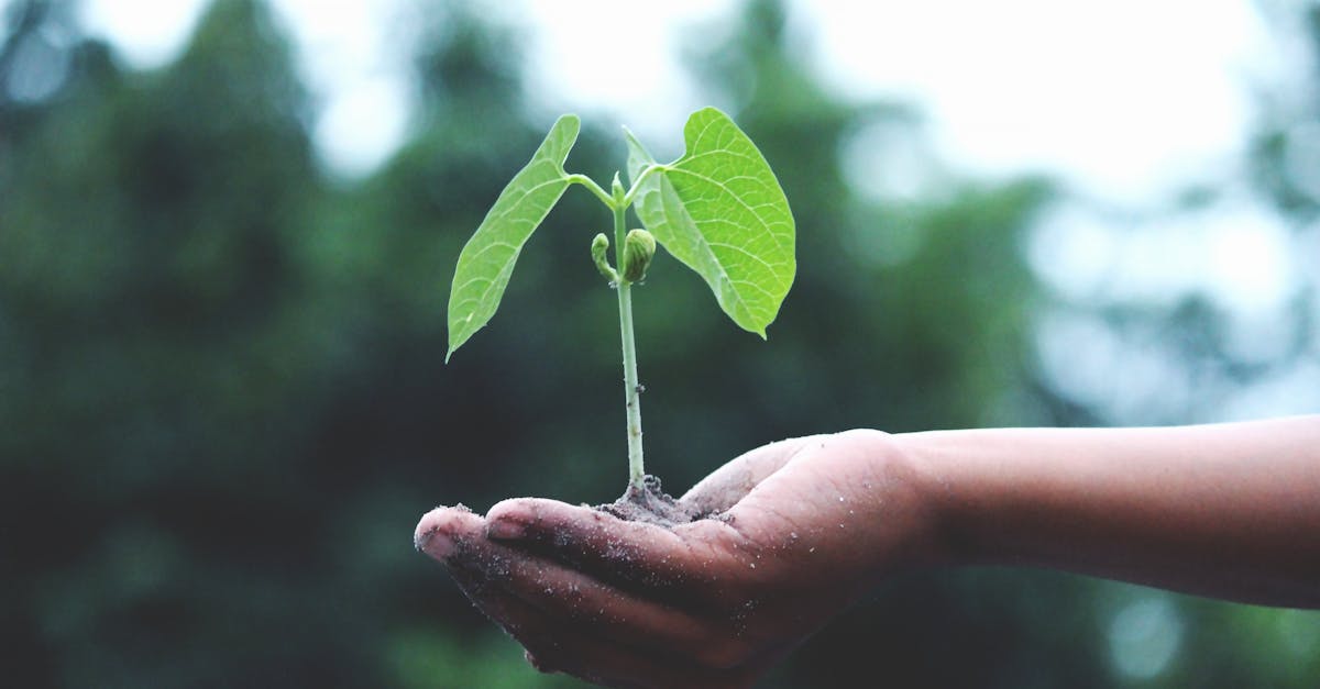 découvrez l'impact du changement climatique sur notre planète, les causes sous-jacentes et les solutions innovantes pour préserver notre environnement. engagez-vous pour un avenir durable et informez-vous sur les actions à entreprendre dès maintenant.