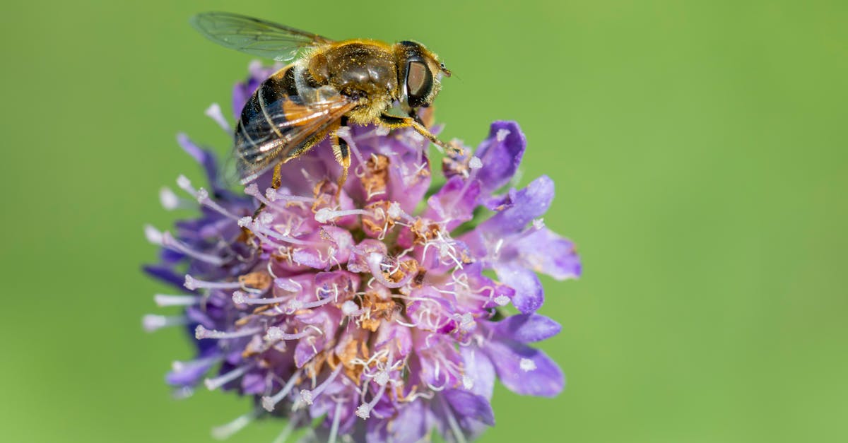 découvrez l'adaptabilité écologique, un concept essentiel pour comprendre comment les espèces s'ajustent à leur environnement. explorez les stratégies de survie et les innovations que la nature propose face aux changements climatiques et aux impacts humains.