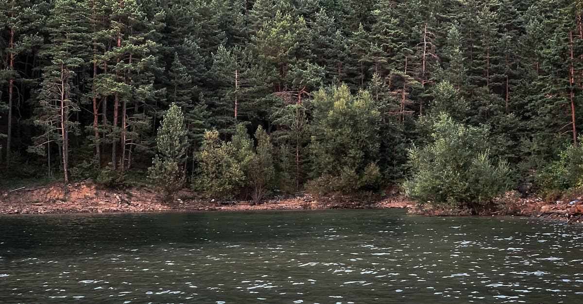 découvrez l'importance de la restauration des écosystèmes pour la biodiversité et la durabilité de notre planète. apprenez comment ces initiatives peuvent contribuer à la lutte contre le changement climatique, protéger les espèces menacées et restaurer les habitats naturels. explorez les méthodes et projets innovants qui façonnent un avenir plus vert.