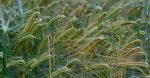 découvrez l'agriculture durable : une approche innovante qui harmonise production alimentaire et respect de l'environnement. apprenez comment cette méthode préserve nos ressources naturelles tout en assurant des récoltes saines et pérennes.