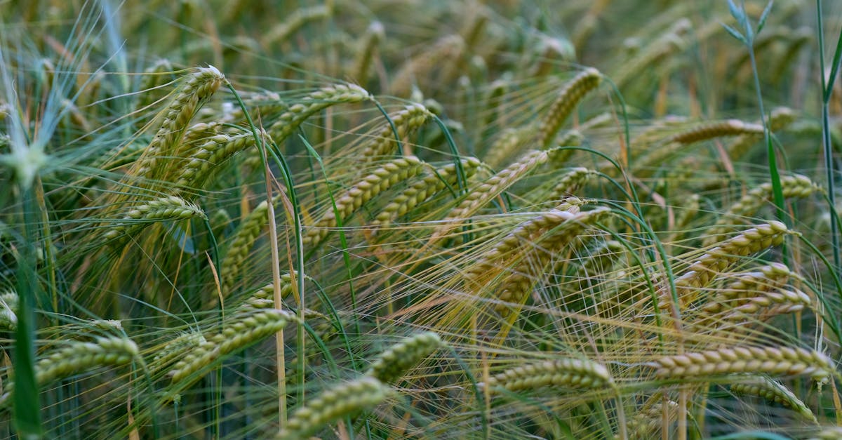 découvrez l'agriculture durable : une approche innovante qui harmonise production alimentaire et respect de l'environnement. apprenez comment cette méthode préserve nos ressources naturelles tout en assurant des récoltes saines et pérennes.