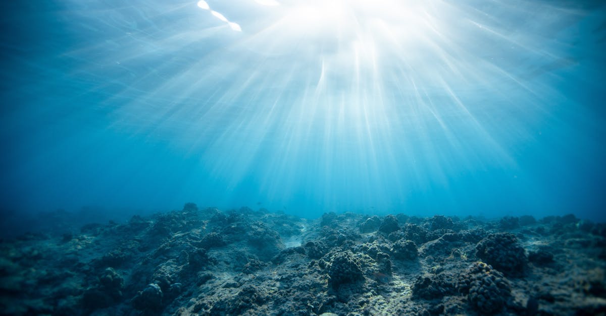 découvrez comment promouvoir un environnement durable grâce à des pratiques écologiques, des solutions innovantes et un engagement collectif pour préserver notre planète pour les générations futures.