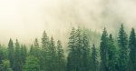 découvrez l'importance de la gouvernance écologique, ses principes et ses enjeux pour favoriser une gestion durable de l'environnement et assurer un avenir respectueux de la biodiversité.