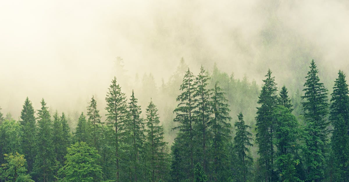 découvrez l'importance de la gouvernance écologique, ses principes et ses enjeux pour favoriser une gestion durable de l'environnement et assurer un avenir respectueux de la biodiversité.