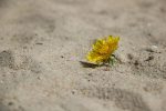 découvrez comment renforcer la résilience climatique grâce à des stratégies et solutions innovantes pour mieux s’adapter aux changements climatiques et protéger nos communautés et notre environnement.