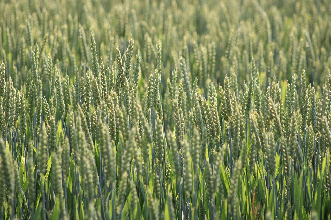 découvrez comment l’agriculture durable permet de préserver l’environnement, améliorer la qualité des sols et assurer une production alimentaire responsable pour les générations futures.