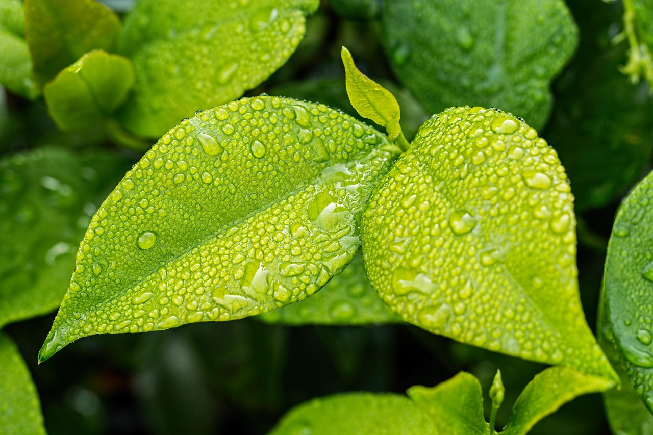 découvrez l'écologie : définitions, enjeux actuels et solutions pour préserver notre planète. informez-vous sur l'environnement, la biodiversité et les actions écologiques à adopter au quotidien.