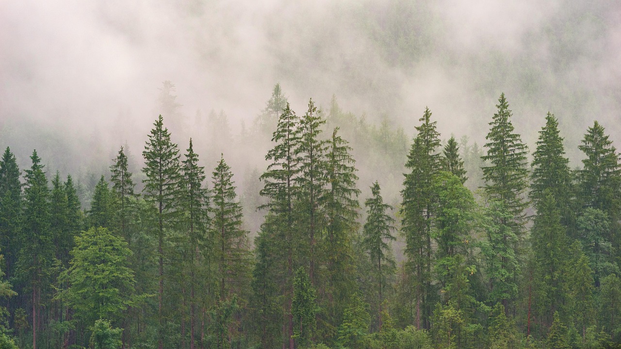 Les Étonnantes Émissions : Comment Une Forêt Peut Dépasser Sa Capacité de Capture de CO₂