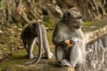 découvrez la richesse et la diversité des forêts tropicales : leur importance pour la biodiversité, leur rôle dans la régulation du climat et les menaces auxquelles elles font face aujourd'hui.