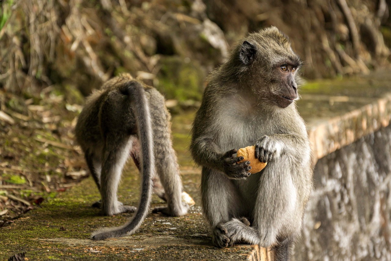 découvrez la richesse et la diversité des forêts tropicales : leur importance pour la biodiversité, leur rôle dans la régulation du climat et les menaces auxquelles elles font face aujourd'hui.