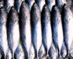 découvrez les principes de la pêche durable : préservation des ressources marines, méthodes responsables et impact positif sur l'environnement et les communautés côtières.