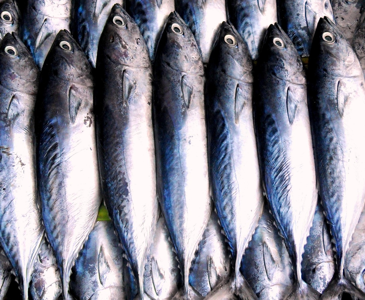 découvrez les principes de la pêche durable : préservation des ressources marines, méthodes responsables et impact positif sur l'environnement et les communautés côtières.