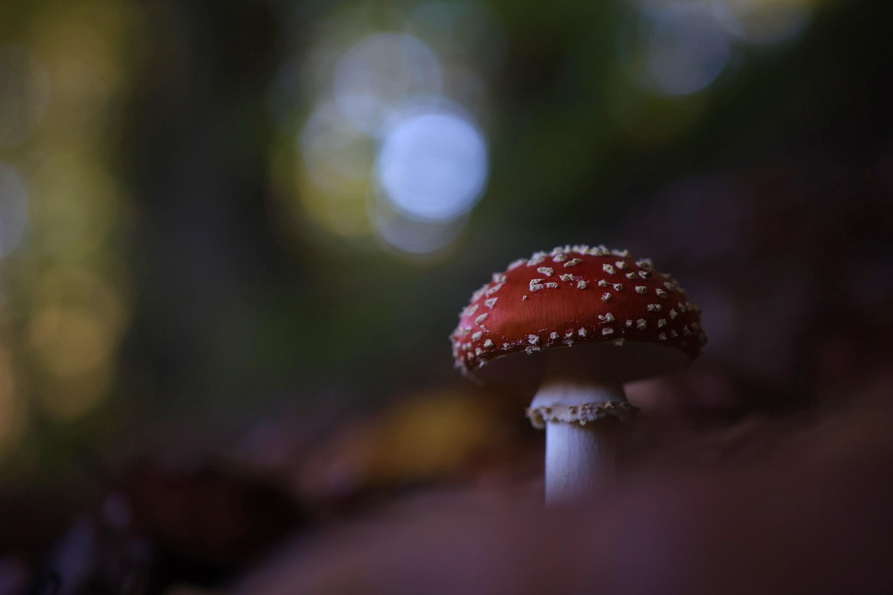 découvrez l'univers fascinant de la forêt : un écosystème riche en biodiversité, où faune et flore cohabitent harmonieusement. explorez ses bienfaits, ses mystères et son importance pour notre planète.